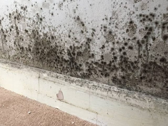 How To Address Mould And Mildew Issues In Commercial Buildings