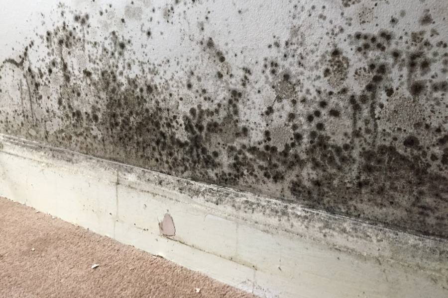 How To Address Mould And Mildew Issues In Commercial Buildings